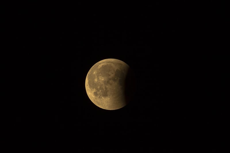 Enchanted Moonbeam Grove